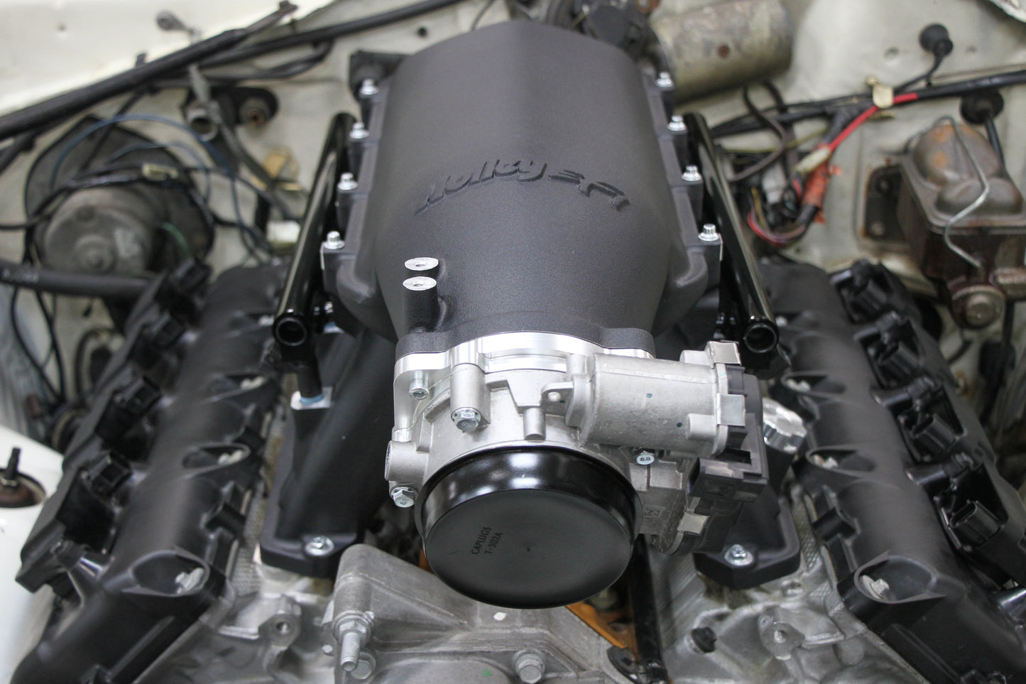 scamp_hi-ram_06.jpg